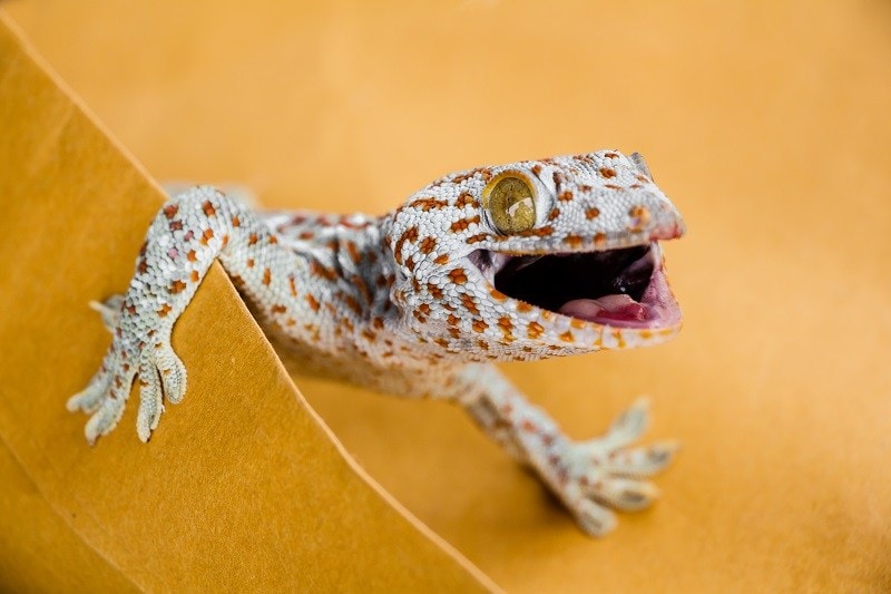 Gecko Morph_shutterstock_Daimond Shutter