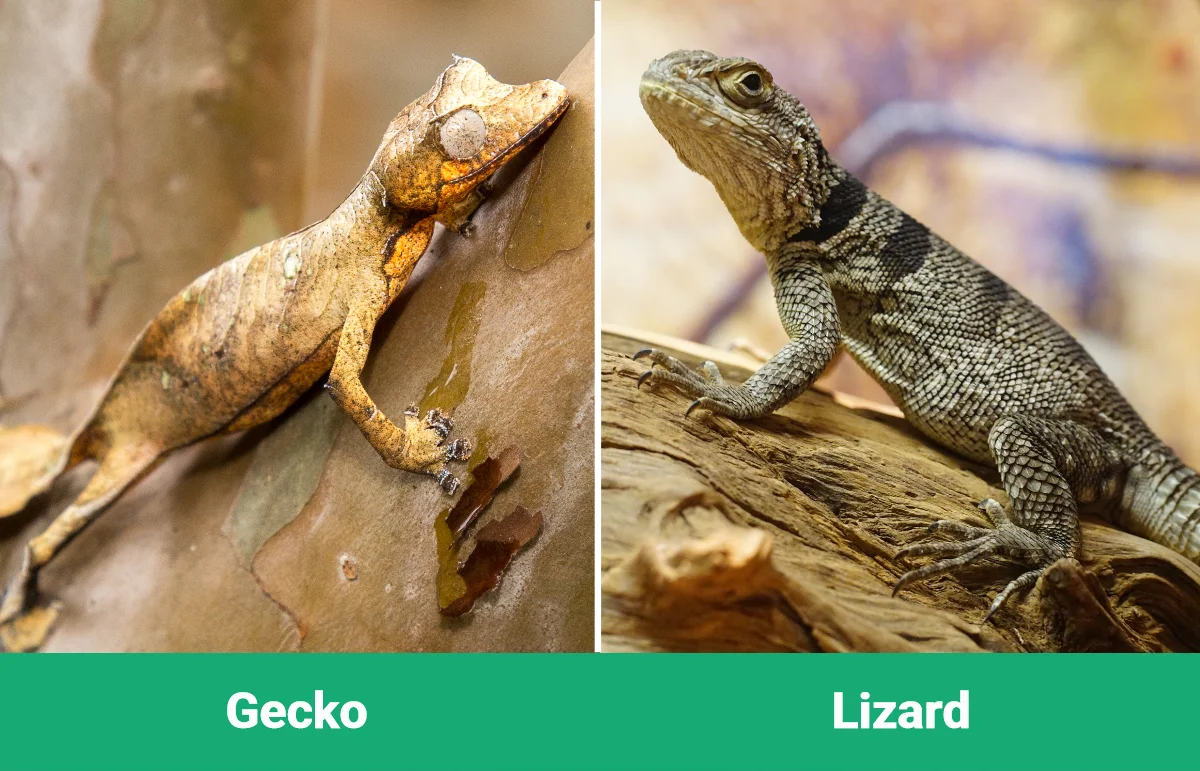 Gecko vs Lizard - Visual Differences