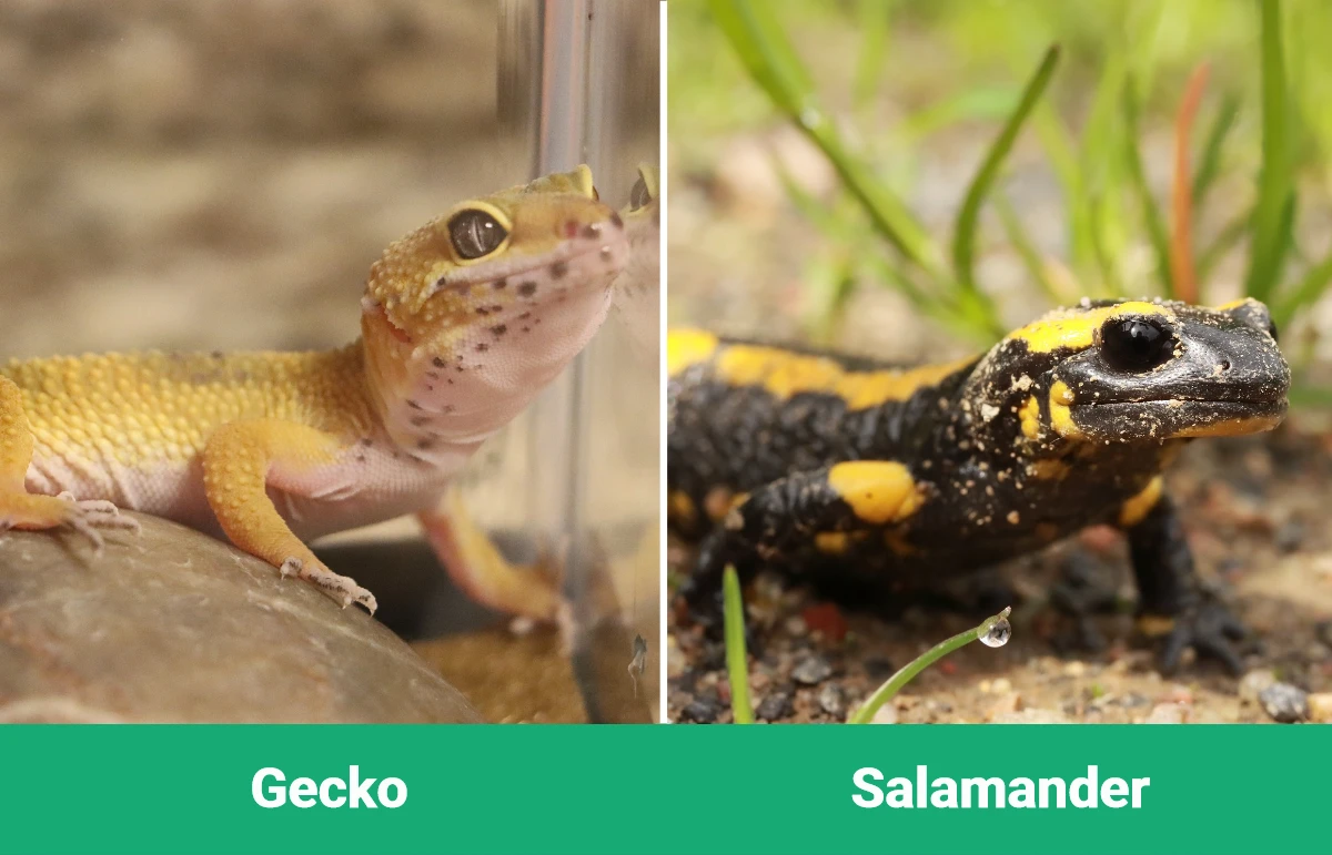 Gecko vs Salamander - Visual Differences