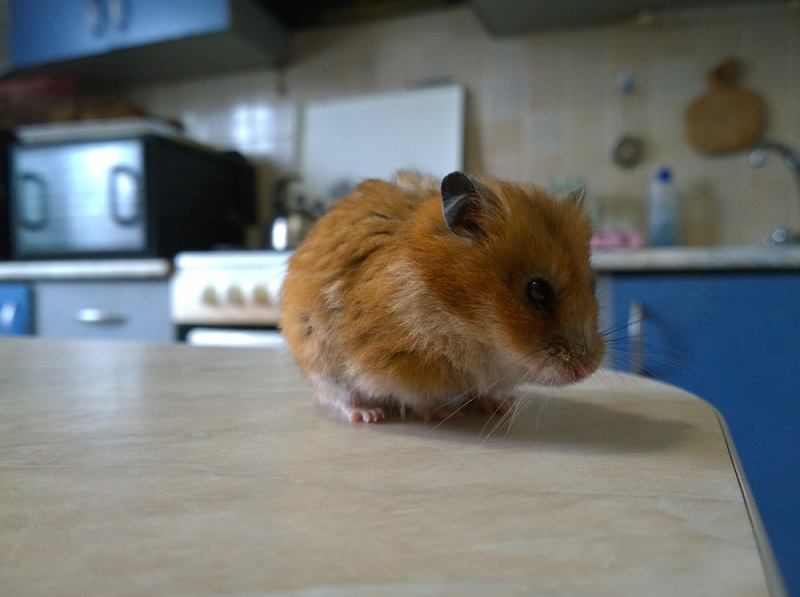 General view of a red Syrian hamster on the surface of a kitchen_oleksandr khalimoonov_shutterstock