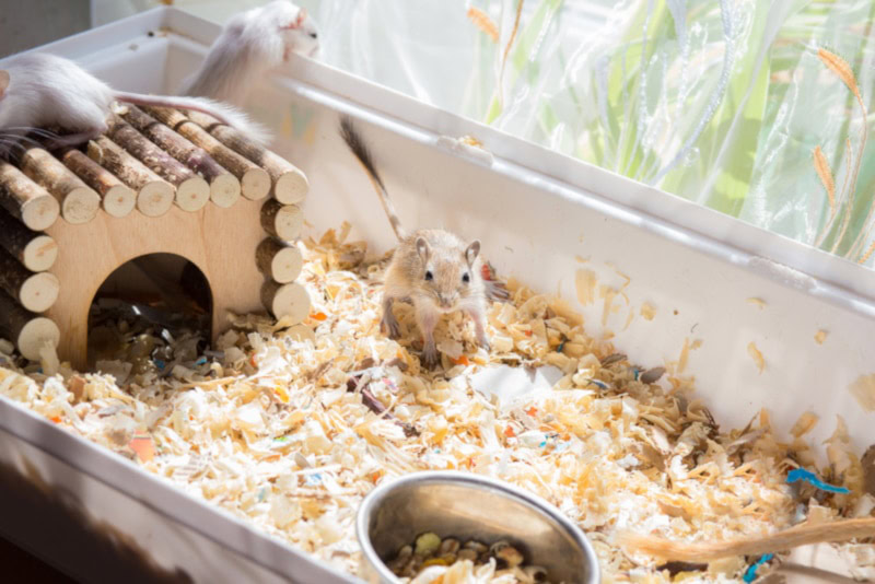 Gerbil inside a nice cage