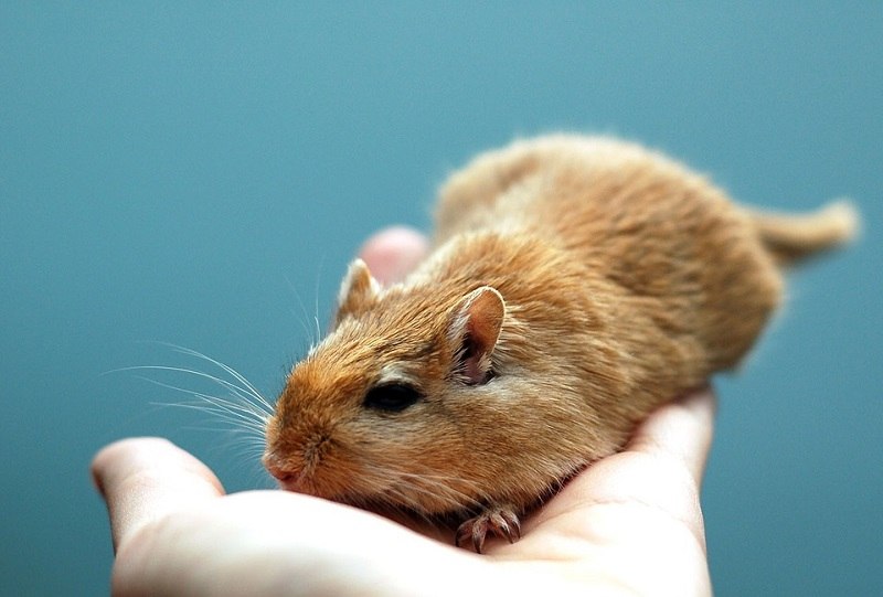 Gerbil on Hand