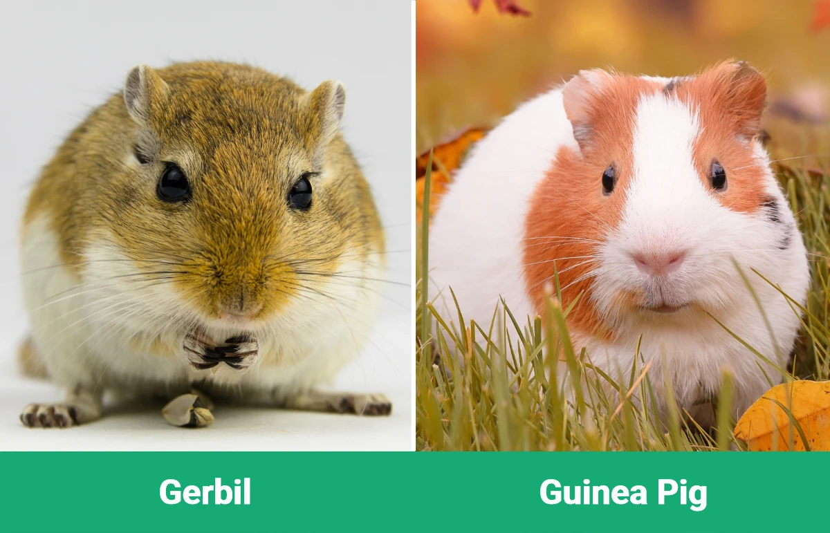 Gerbil vs Guinea Pig - Visual Differences