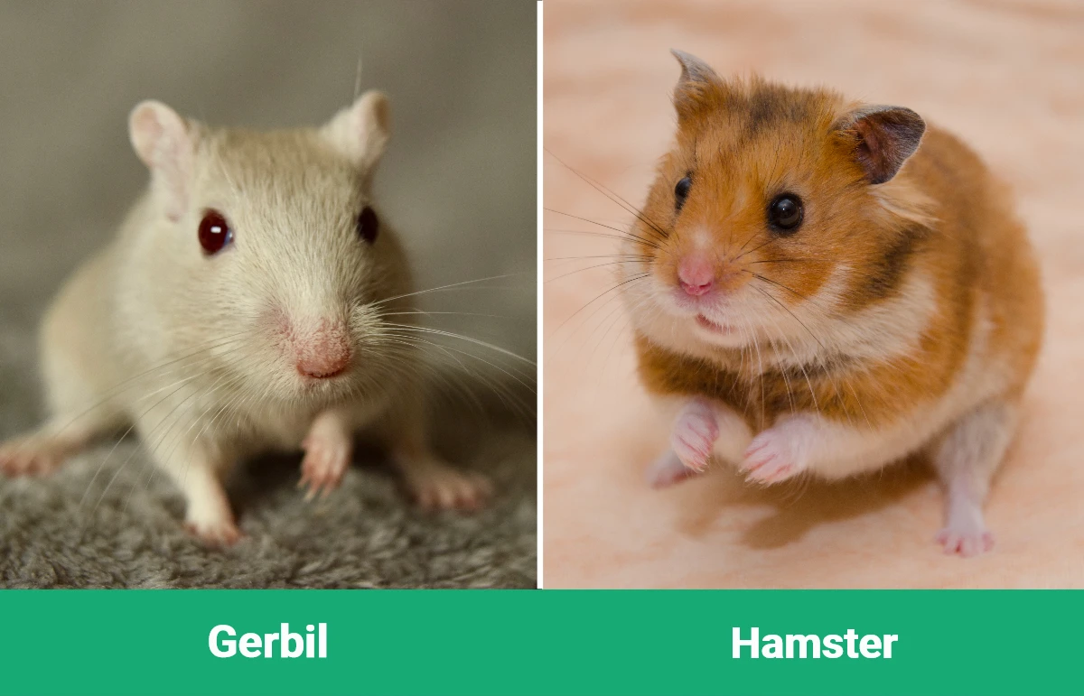 Gerbil vs Hamster - Visual Differences
