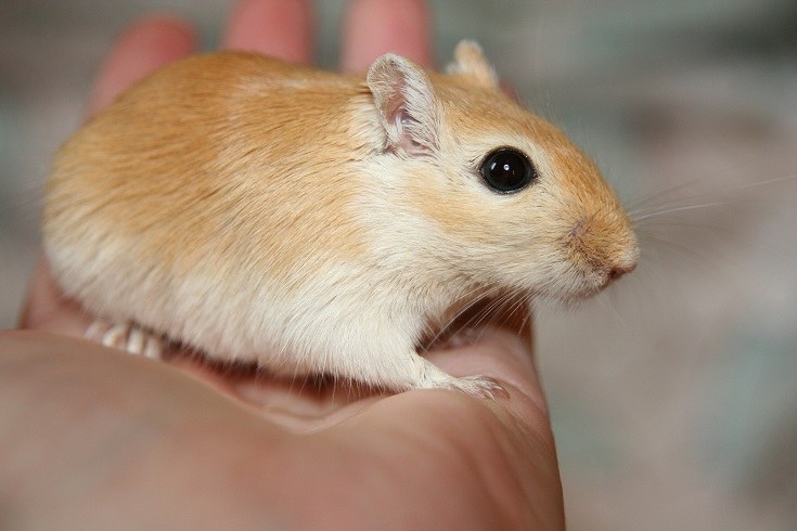 Gerbil