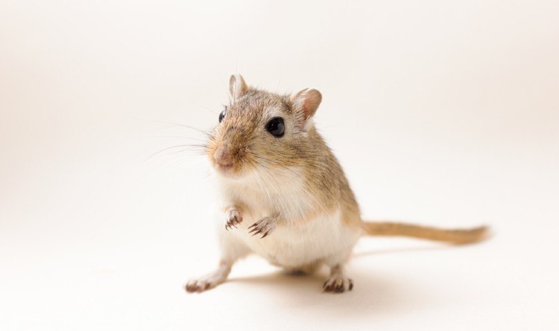 Gerbil