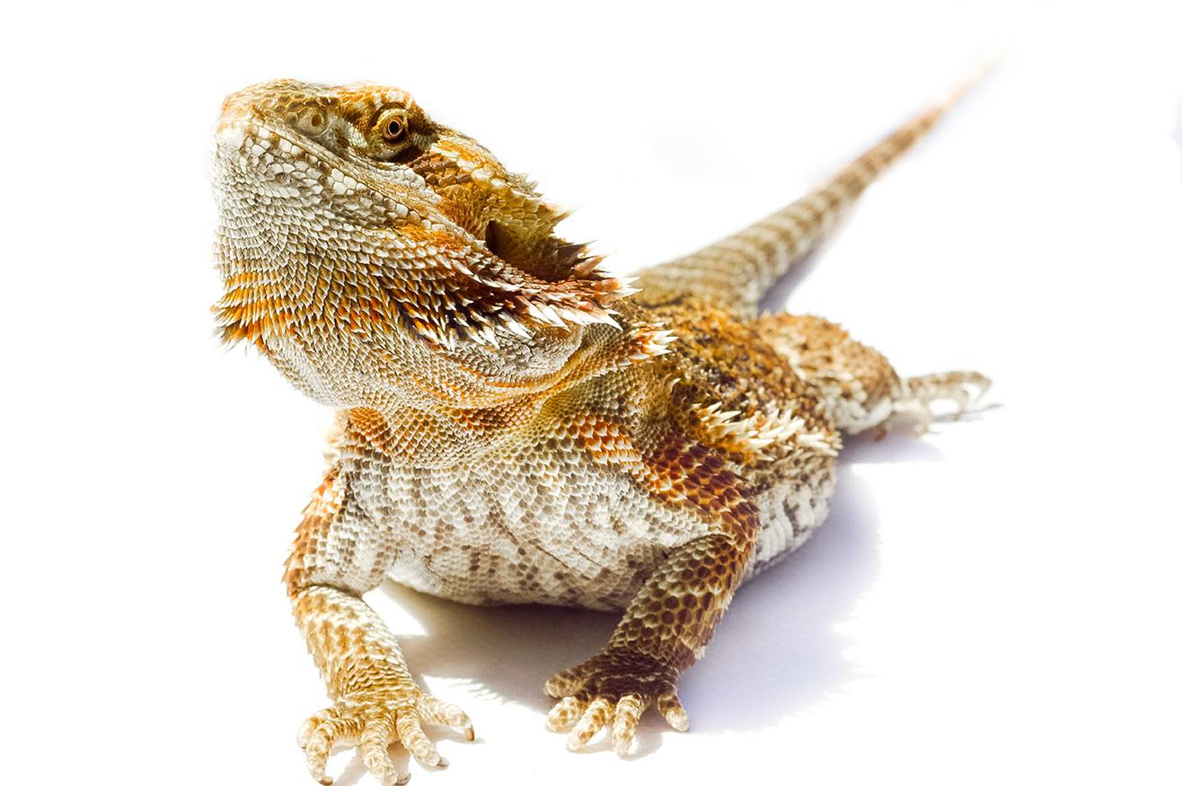 german giant bearded dragon