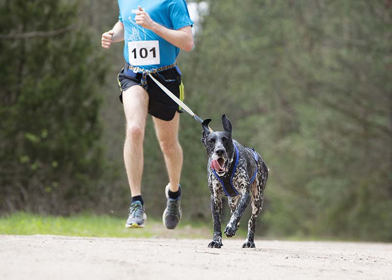 German Shorthaired Pointer and Musher canicross