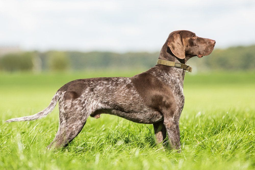 German-Shorthaired-Pointer-pointing