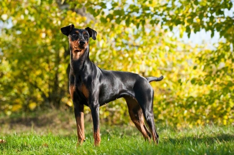 German pinscher dog