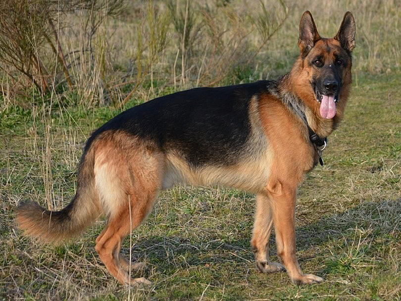 German-shepherd_Ytoyoda_Wikimedia