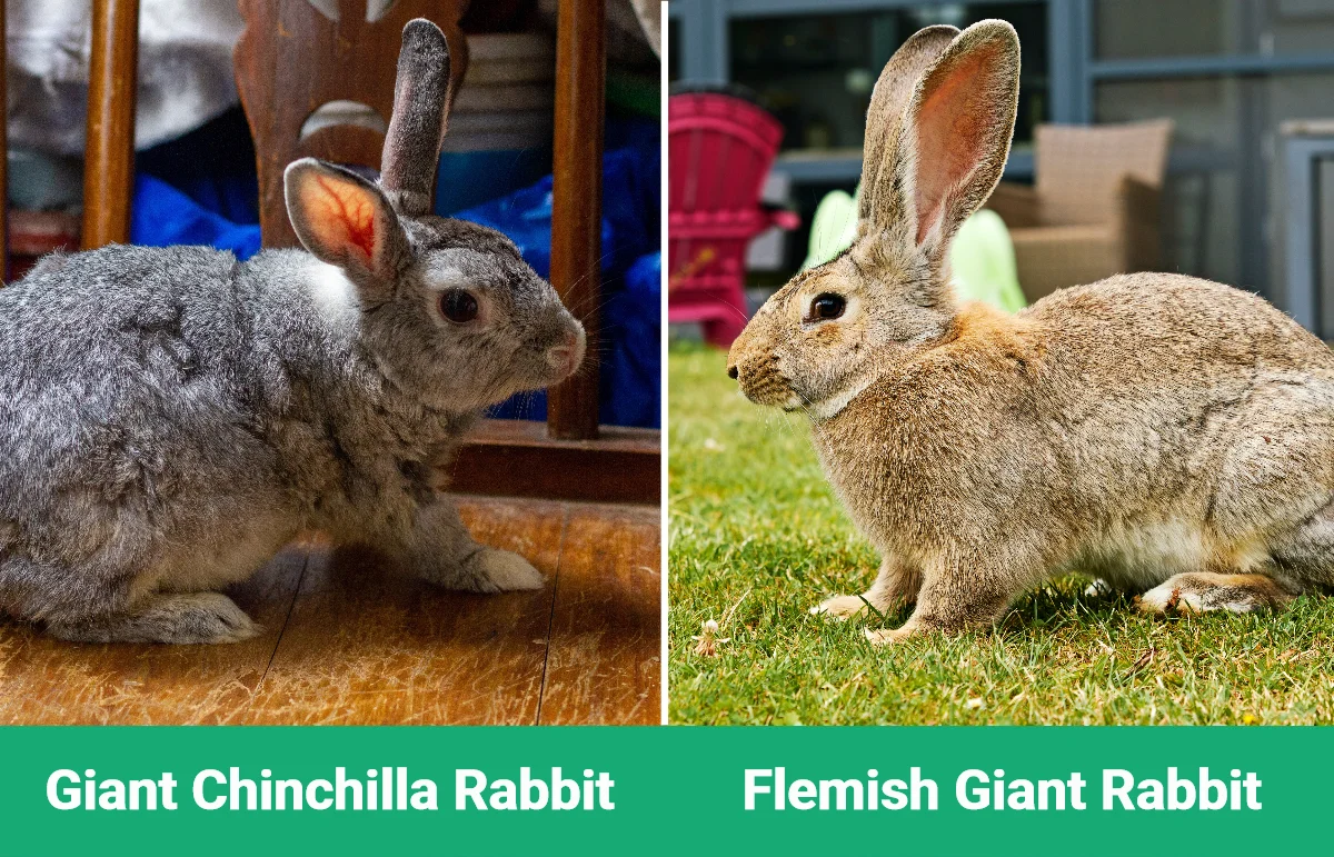 Giant Chinchilla Rabbit vs Flemish Giant Rabbit - Visual Differences