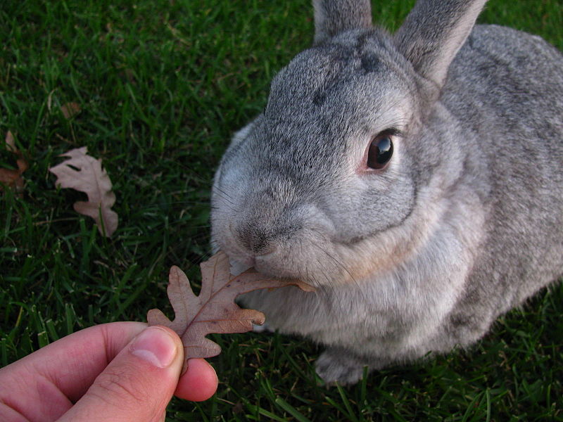 Giant Chinchilla Rabbit