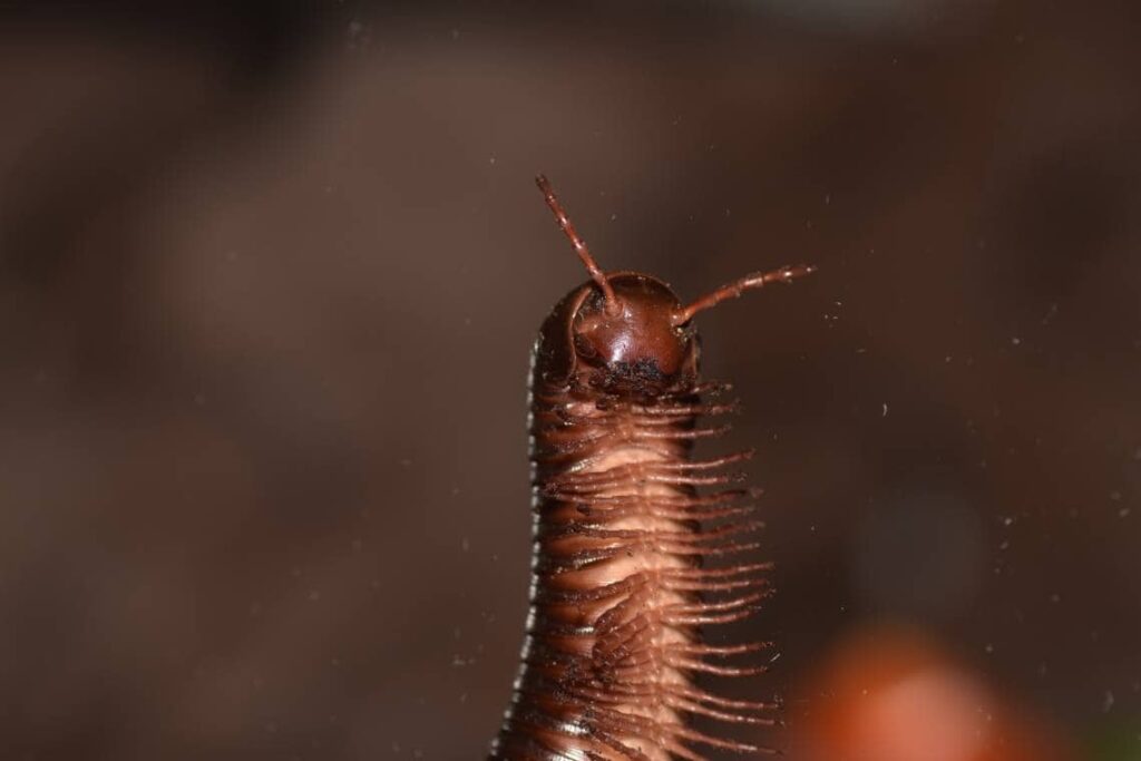 Giant Millipedes half_H1nksy_Shutterstock