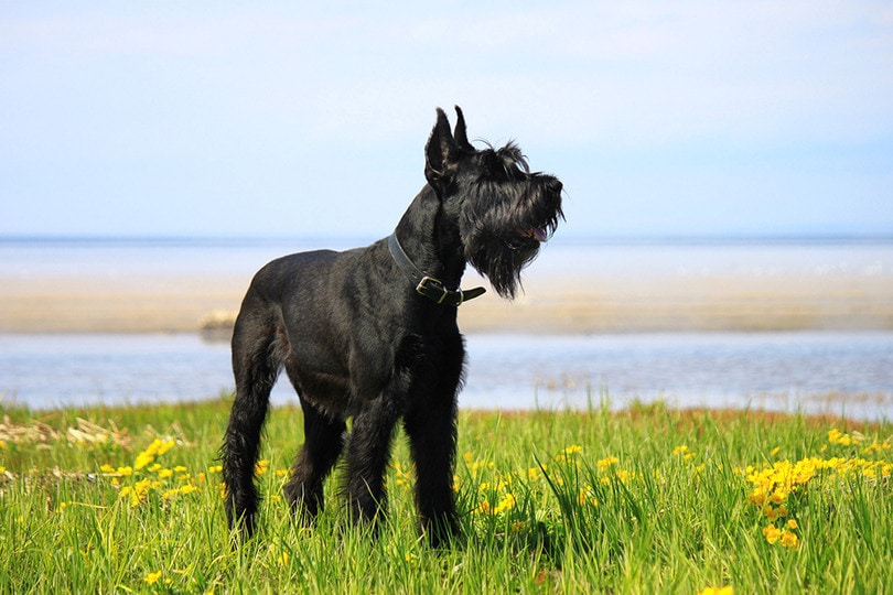 Giant Schnauzer In the field