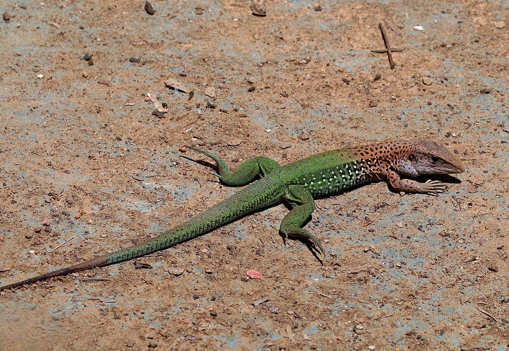 Giant ameiva