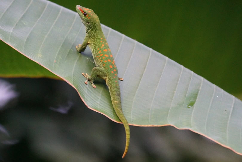 Giant day gecko_Piqsels