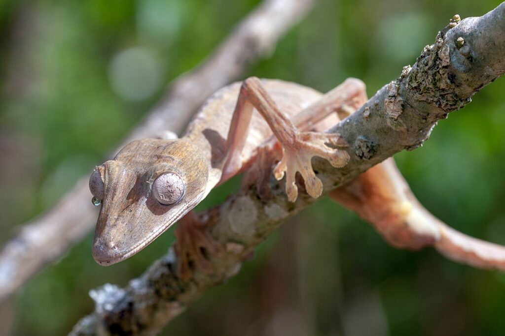 Giant leaf-tailed gecko on the tree