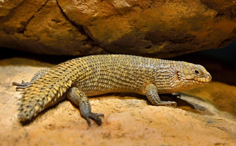 Gidgee Skink