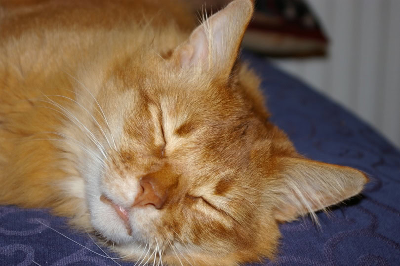 Ginger Somali cat sleeping in the carpet