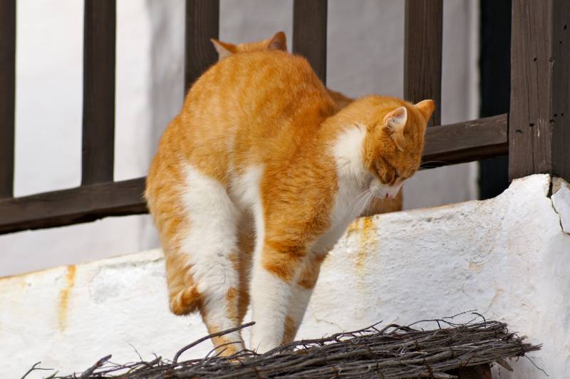 Ginger cat arches back on the roof