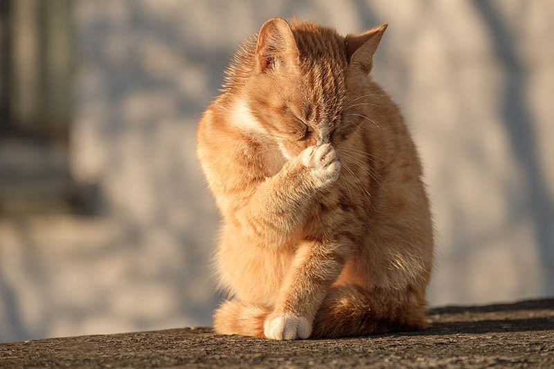 Ginger cat covered his nose with his paw because of the strong smell