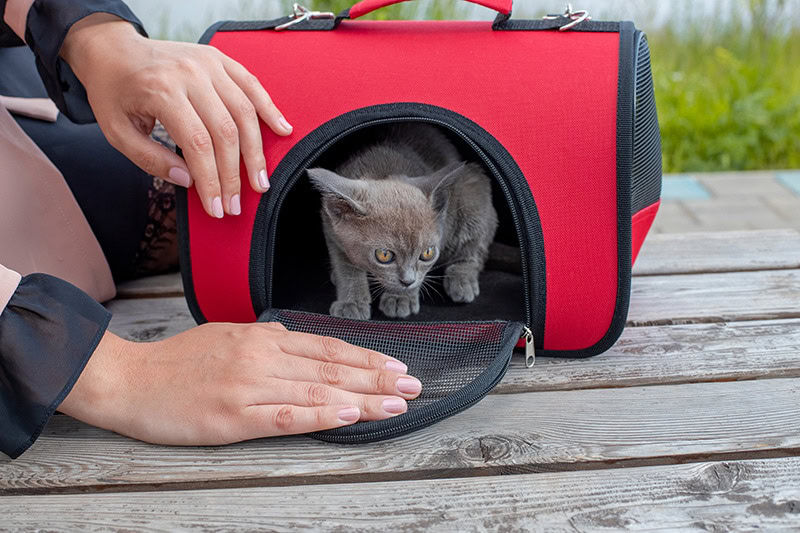 Girl pet owner carries her cat in a special plastic cage carrier for a walk or in a veterinary clinic