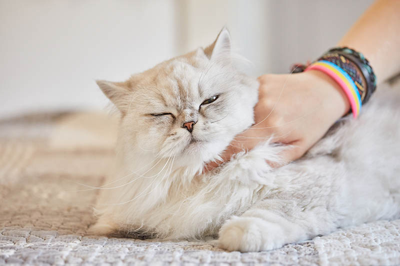 Girl scratches the neck of British long-haired white cat