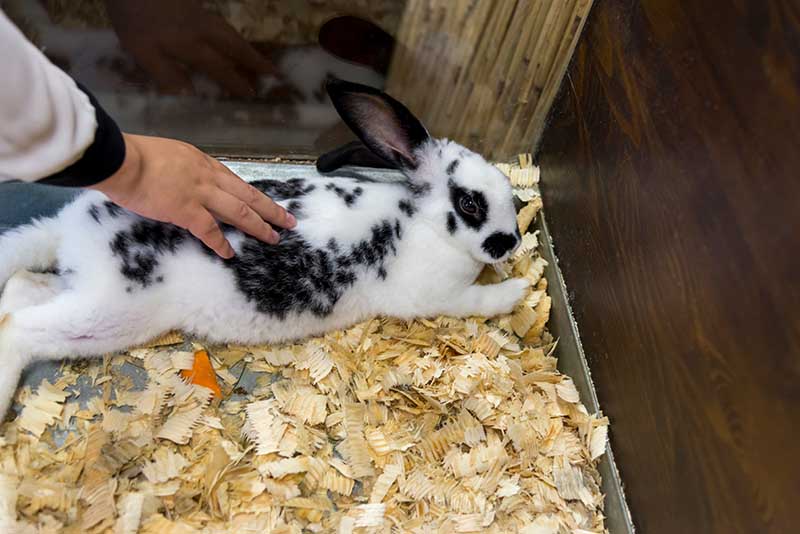 Girl stroking a small English spotted rabbit