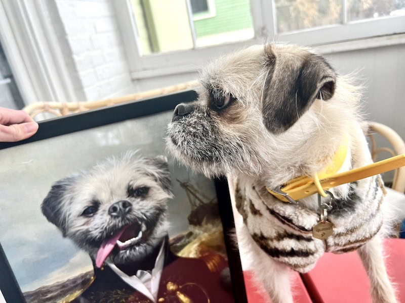 Gizmo looking to the side with his Purr and Mutt pet portrait_Kate