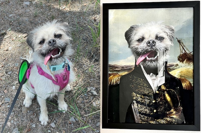 Gizmo's Purr and Mutt portrait next to original photo_Kate