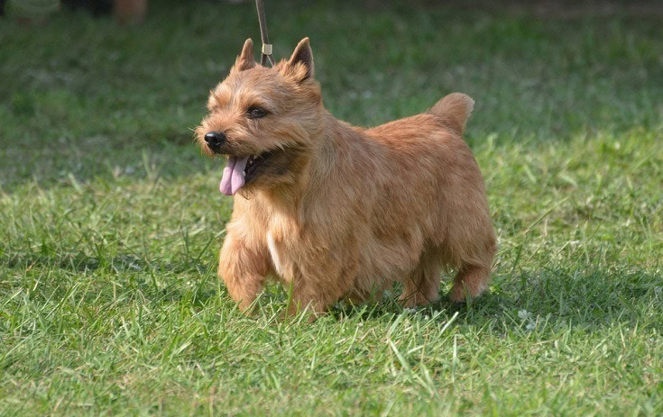 Glen-of-Imaal-terrier_Shutterstock_DejaVuDesigns