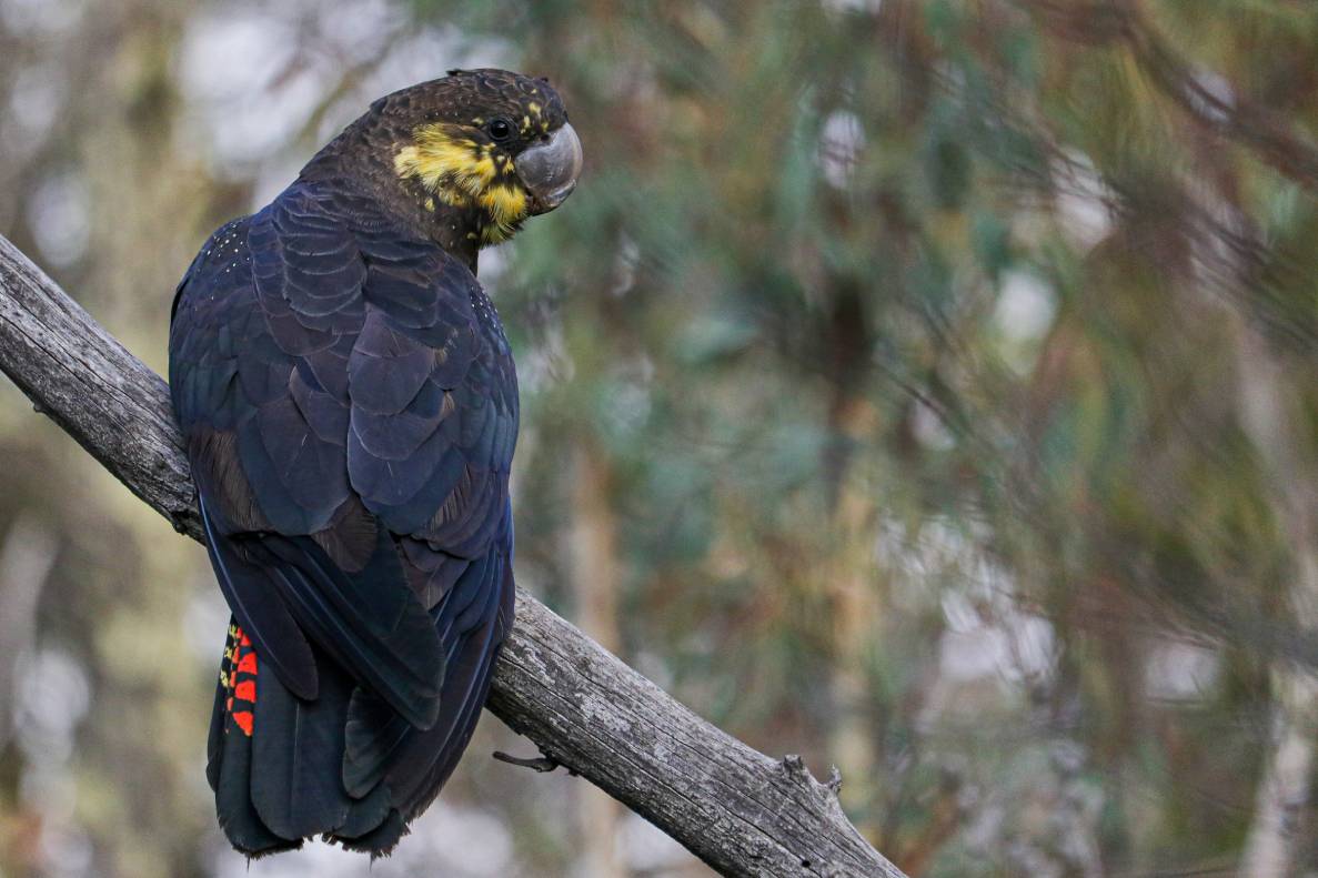 Glossy Black Cockatoo