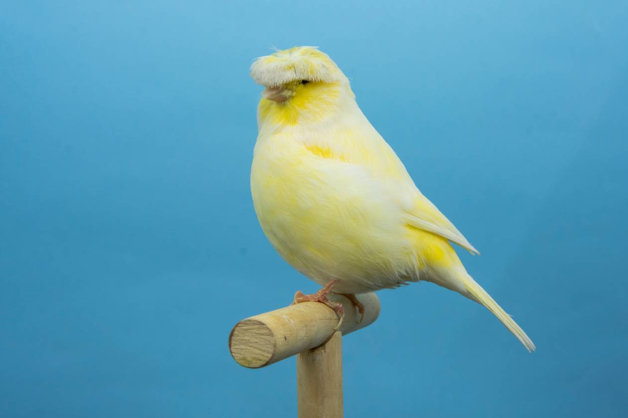 Gloster Canary side view_Fernando Zamora Vega_Shutterstock