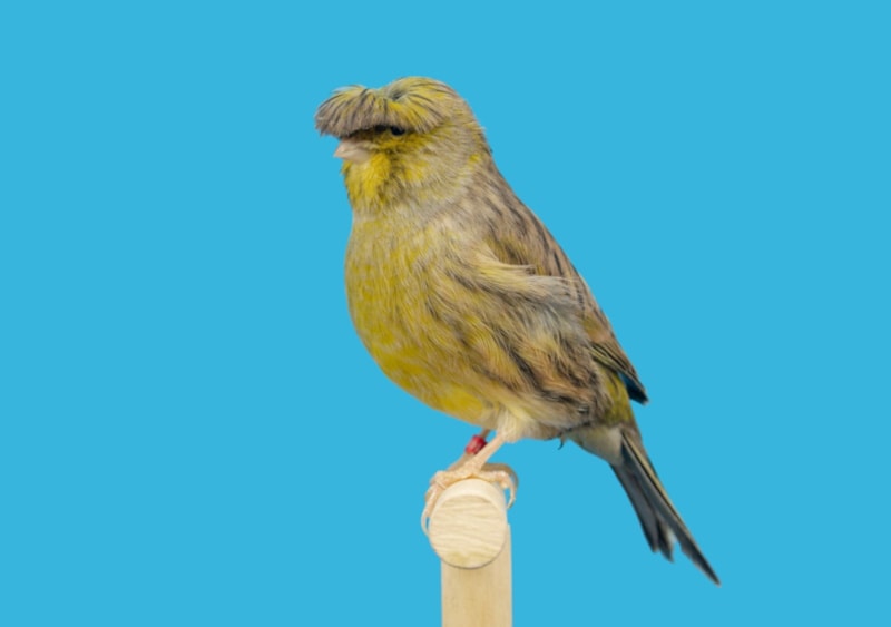 Gloster canary on a perch
