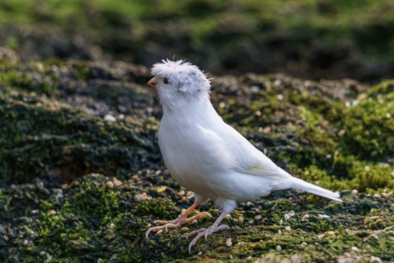 Gloster canary on the ground