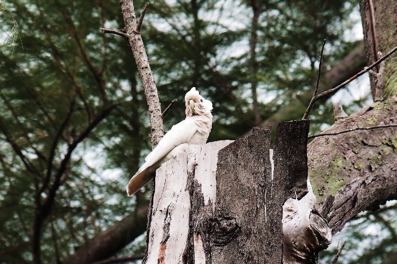 Goffin's Cockatoo on log
