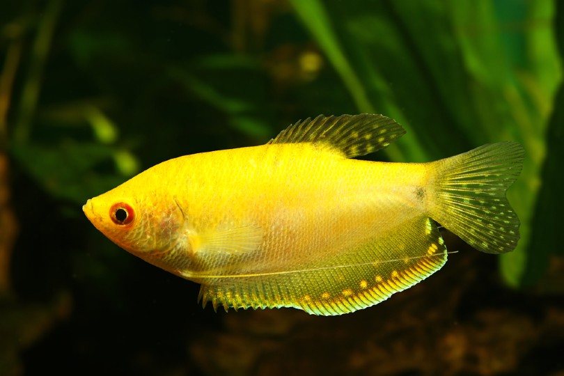 Gold Gourami