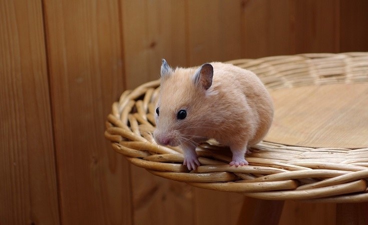 Golden Hamster