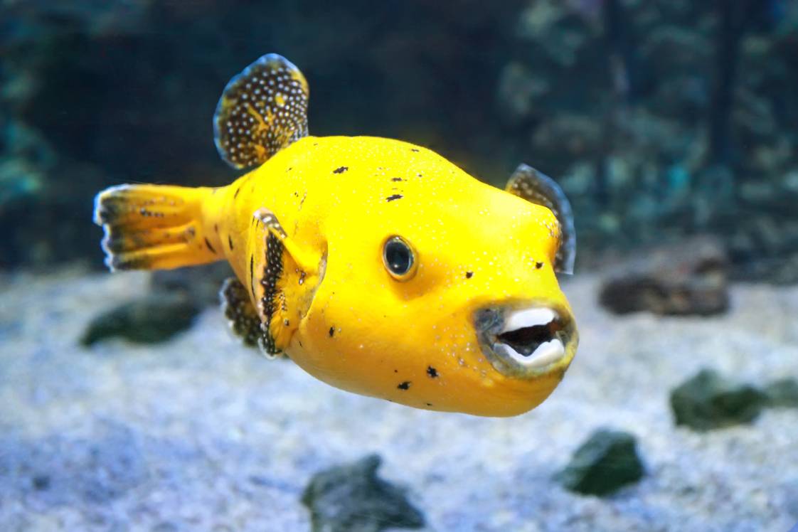 Golden Puffer