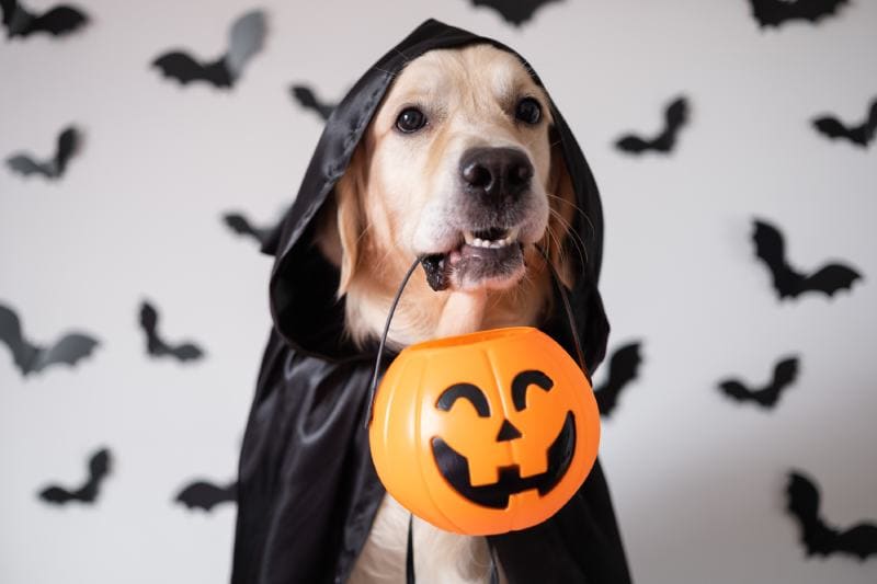 Golden Retriever dog dressed in a witch costume for Halloween