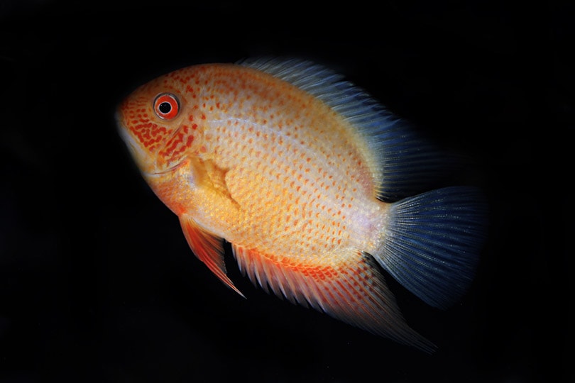 Golden Severum Cichlid