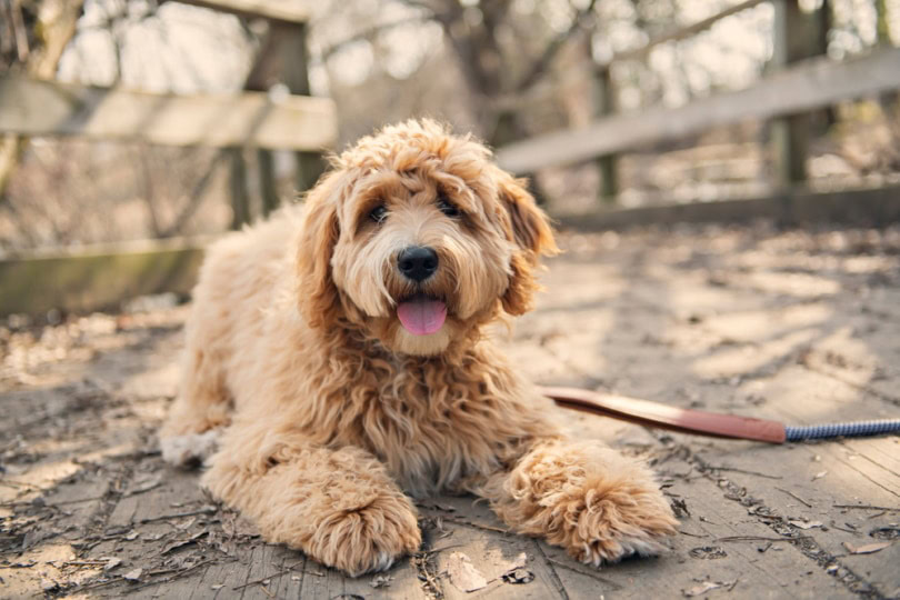 Golden labradoodle on a leash