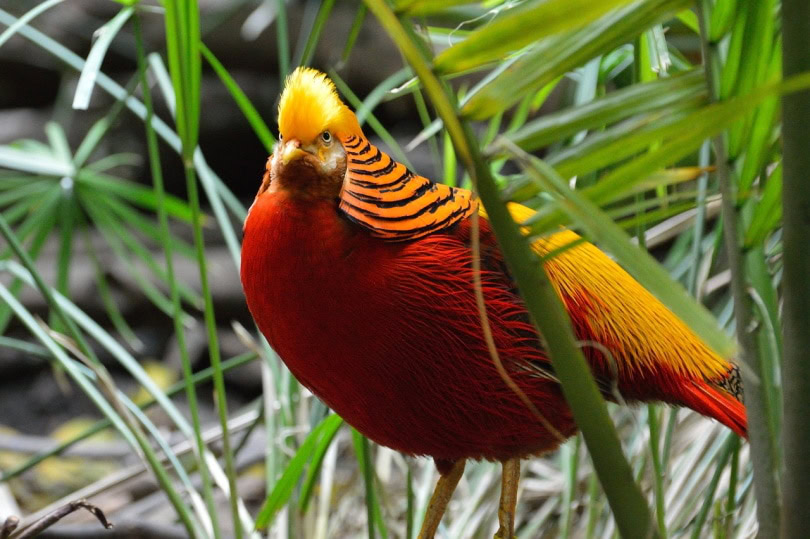 Golden pheasant bird standing near tall grass