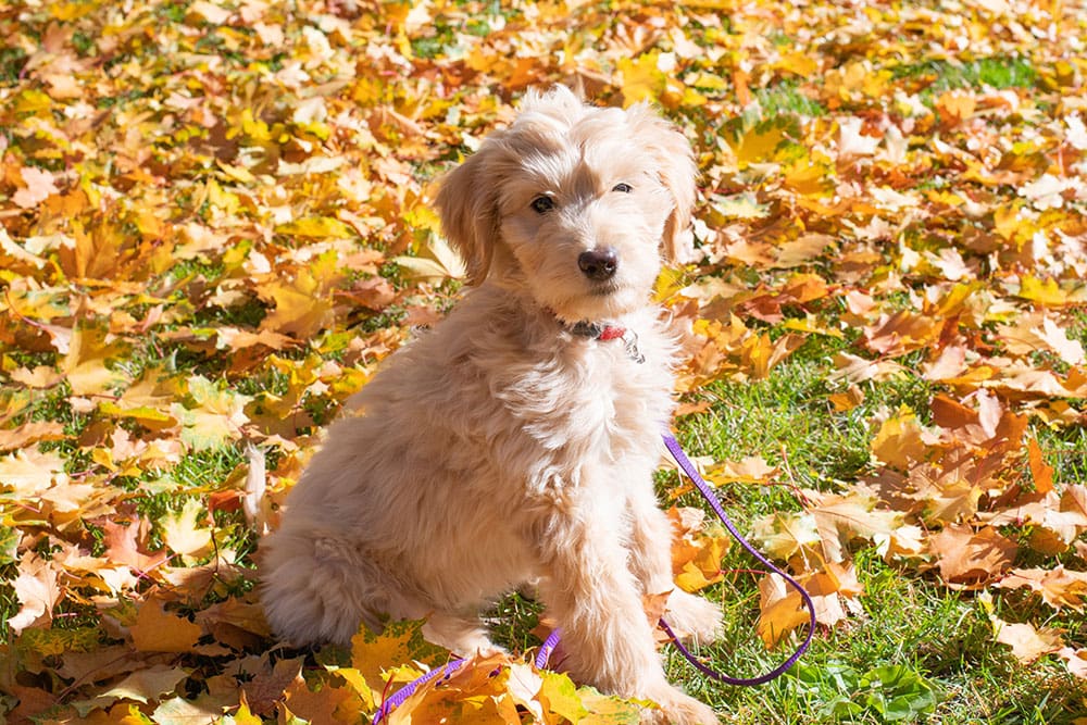 Goldendoodle Near Autumn Leaves
