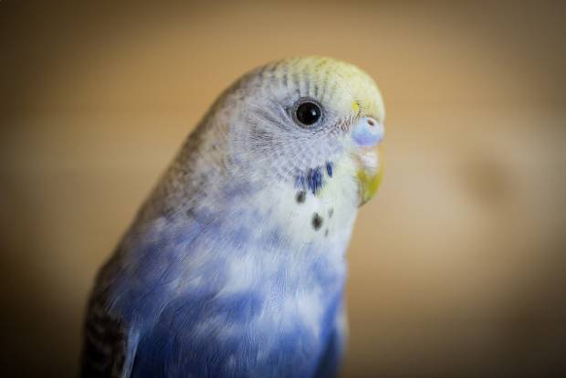 Goldenface Parakeet
