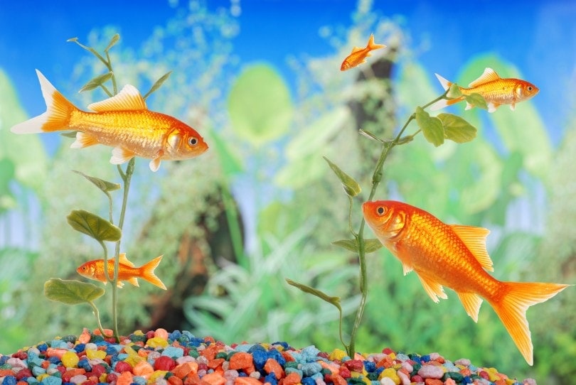 Goldfish Tank