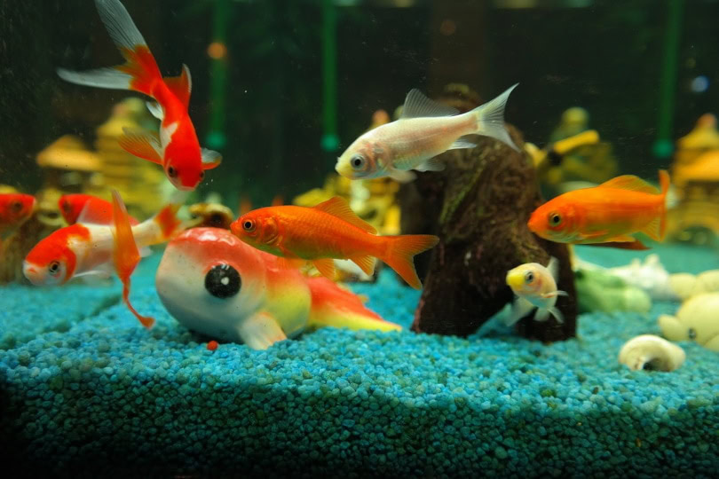 Goldfish in an aquarium