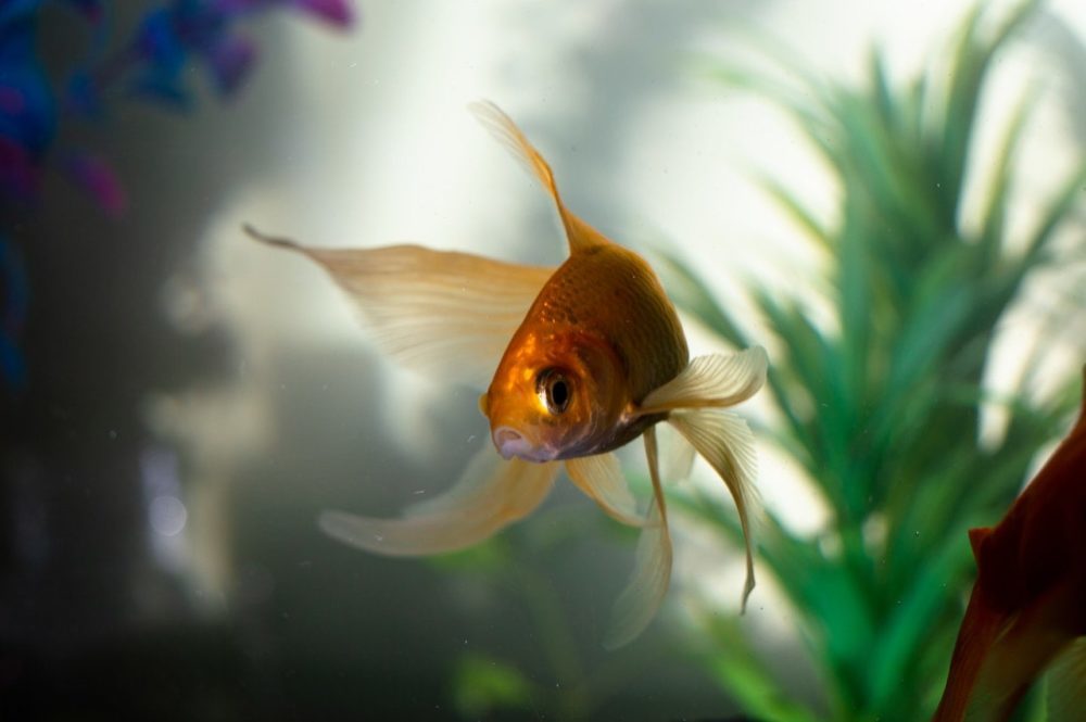 Goldfish swimming in the water
