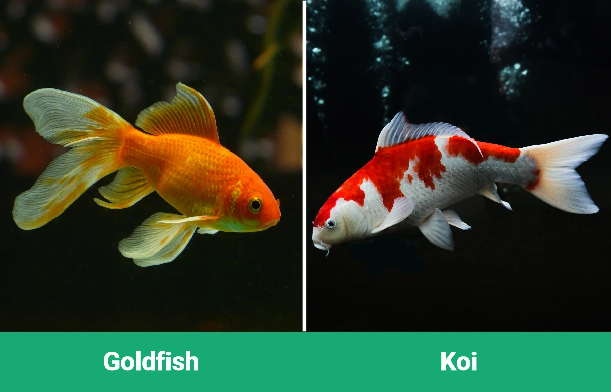 Goldfish vs Koi - Visual Differences